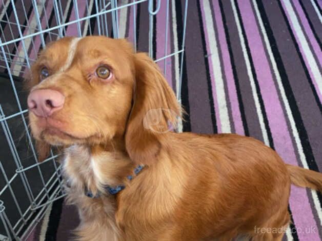 MILO for sale in South Shields, Tyne and Wear - Image 1