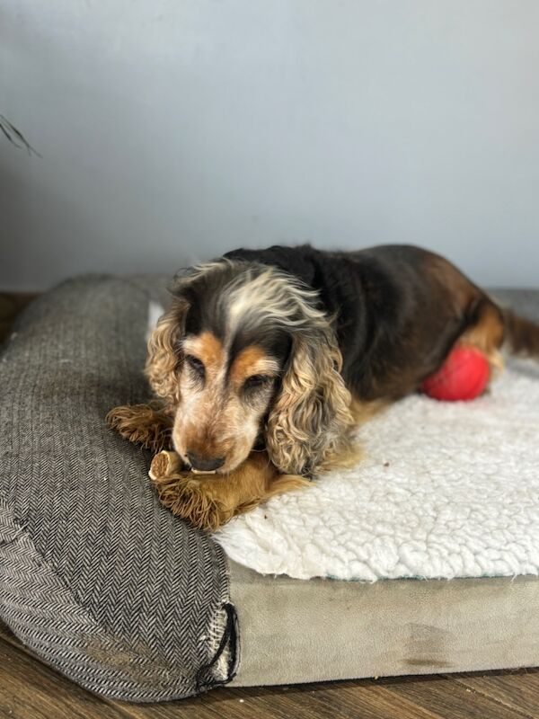 Kennel Club Registered Cocker Spaniel Puppies For Sale