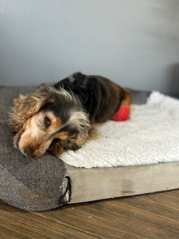 Cocker Spaniel Puppies for sale