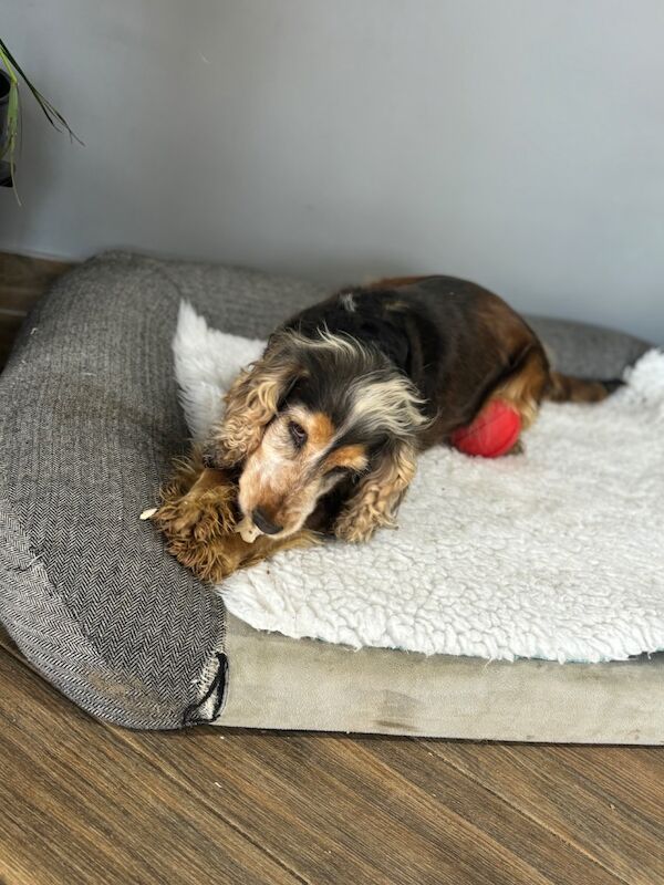 Misty adult cocker spaniel retirement home needed for sale in Upwell, Norfolk - Image 8