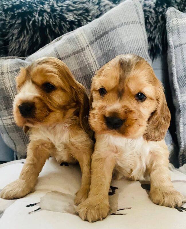 Mixed litter of beautiful cocker spaniel puppies for sale in Ripley, Derbyshire