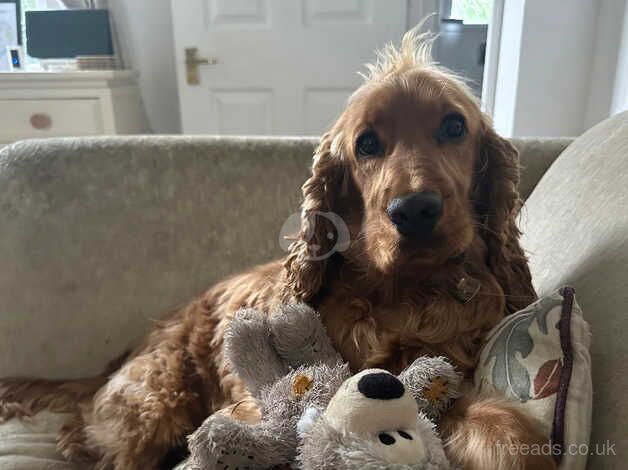 Much loved cocker Reggie for sale in Swindon, Wiltshire