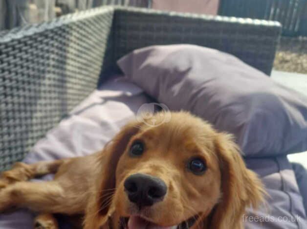 Nine months old cocker spaniel pedigree for sale in Barnsley, South Yorkshire - Image 1