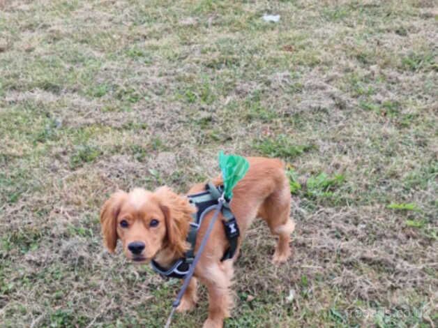 Nine months old cocker spaniel pedigree for sale in Barnsley, South Yorkshire - Image 2