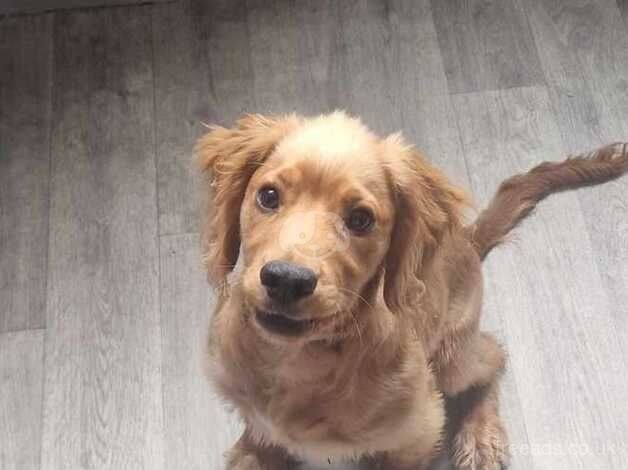 Nine months old cocker spaniel pedigree for sale in Barnsley, South Yorkshire - Image 3