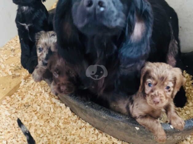 Cocker spaniel puppies / merle cocker spaniel for sale in Ferndale, Rhondda Cynon Taf - Image 1