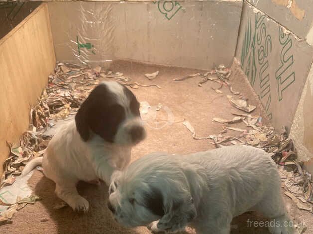 Oakghyll Cockers - Cocker Spaniel puppies for sale in Ripon, North Yorkshire