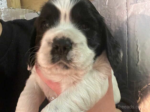 Oakghyll Cockers - Cocker Spaniel puppies for sale in Ripon, North Yorkshire - Image 4