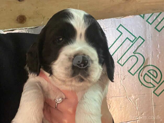 Oakghyll Cockers - Cocker Spaniel puppies for sale in Ripon, North Yorkshire - Image 5