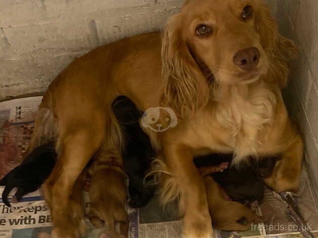 One female cocker spaniel for sale in Stowmarket, Suffolk - Image 3