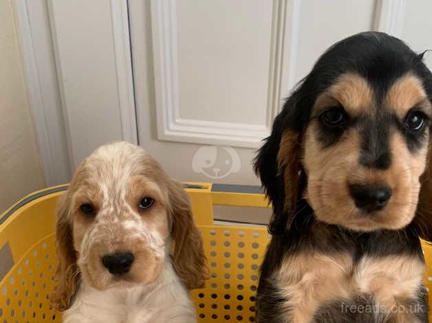 ONLY 2 GIRLS LEFT Show type Cocker Spaniel Puppies for sale in Llangefni, Isle of Anglesey