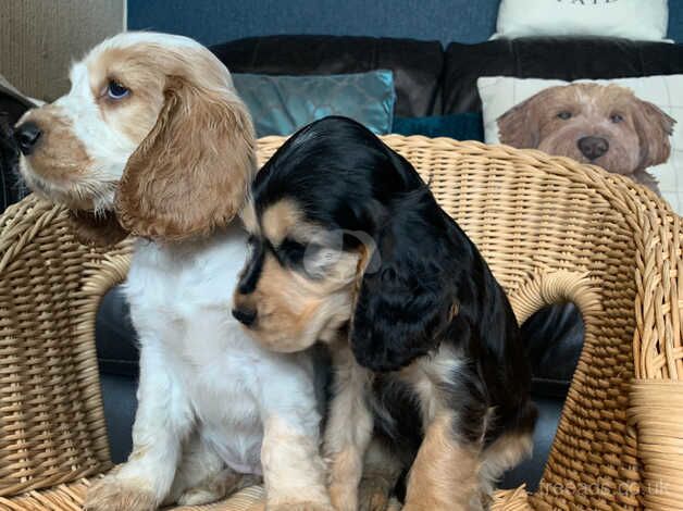 ONLY 2 GIRLS LEFT Show type Cocker Spaniel Puppies for sale in Llangefni, Isle of Anglesey - Image 5