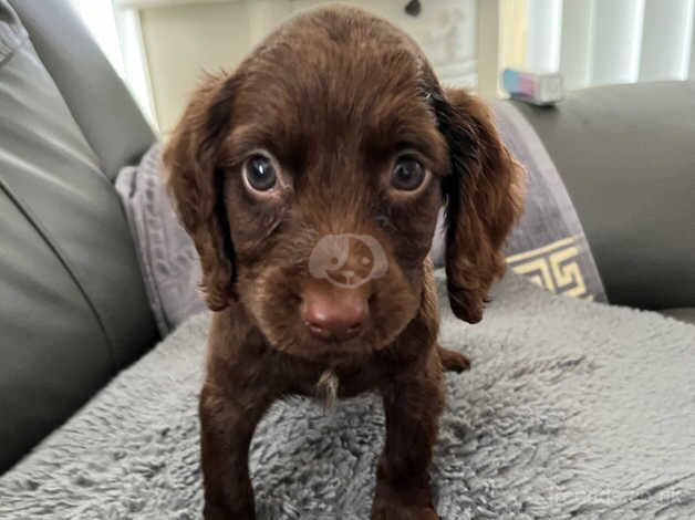 Only boys left Cocker spaniel for sale in Wigan, Greater Manchester