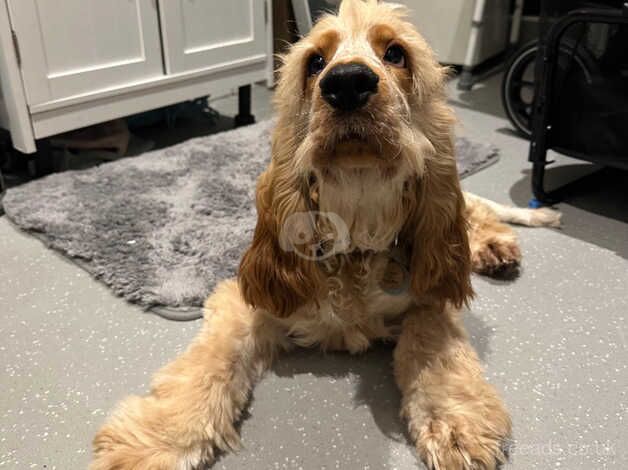 Orange Roan 7 Month Male Show Cocker Spaniel for sale in Brighton, Cornwall - Image 1