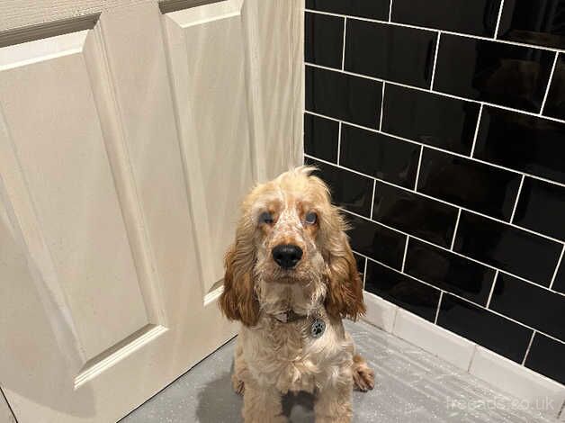 Orange Roan 7 Month Male Show Cocker Spaniel for sale in Brighton, Cornwall - Image 2