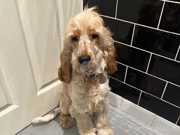 Orange Roan 7 Month Male Show Cocker Spaniel for sale in Brighton, Cornwall - Image 3