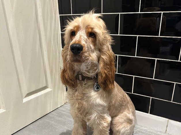 Orange Roan 7 Month Male Show Cocker Spaniel for sale in Brighton, Cornwall - Image 4