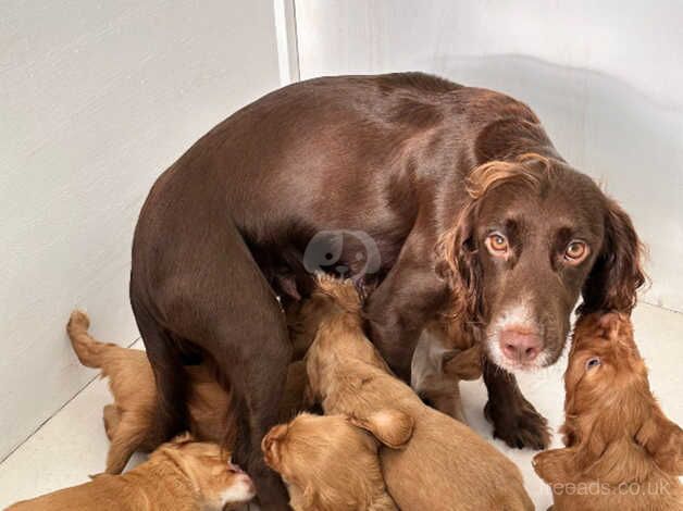 Cocker Spaniels for sale in Swansea/Abertawe, Swansea