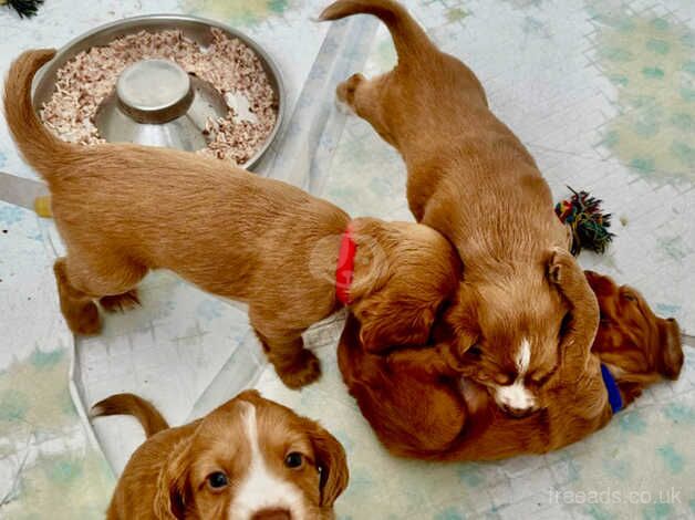 Cocker Spaniel Puppies for sale in Swansea