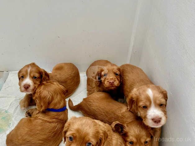 Cocker Spaniel Puppies for sale