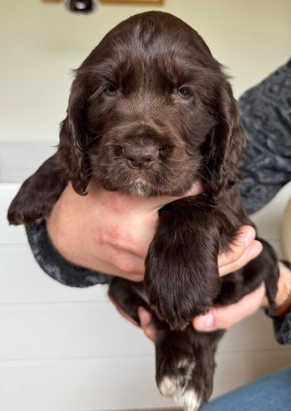 Outstanding KC registered Chocolate boy puppy for sale in Shaftesbury, Dorset