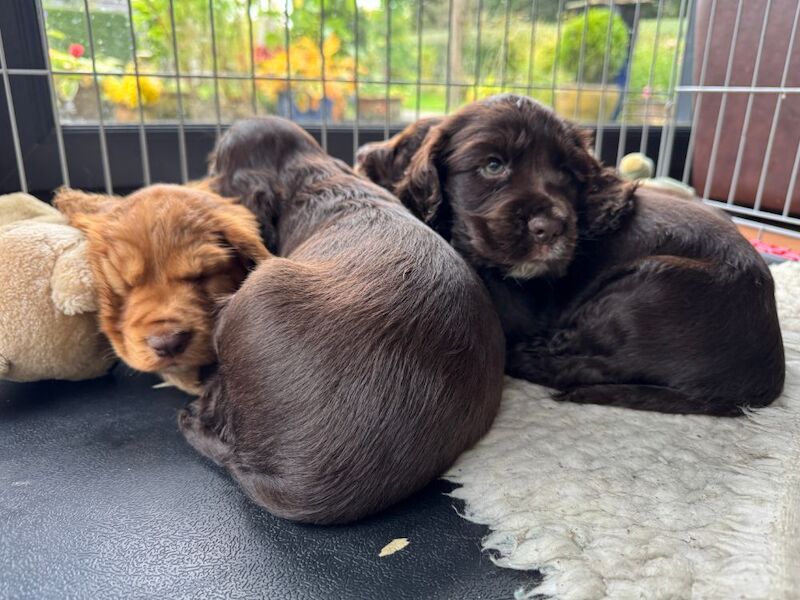 Cocker Spaniels for sale in Shaftesbury, Dorset