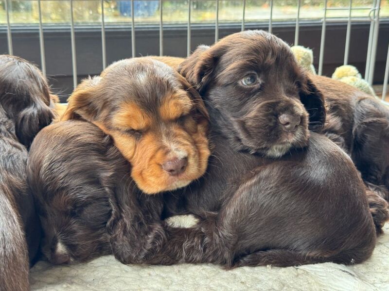 Outstanding KC registered Chocolate boy puppy for sale in Shaftesbury, Dorset - Image 3