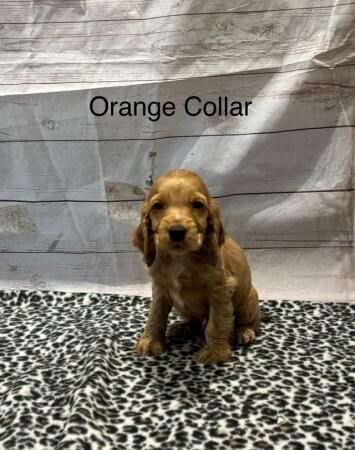 Outstanding KC Show Cocker Spaniels Puppies for sale in Outwell, Norfolk