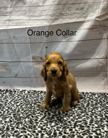 Outstanding KC Show Cocker Spaniels Puppies for sale in Outwell, Norfolk - Image 1