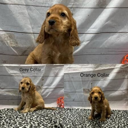 Outstanding KC Show Cocker Spaniels Puppies for sale in Outwell, Norfolk - Image 2