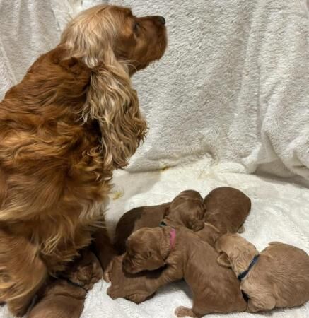 Outstanding KC Show Cocker Spaniels Puppies for sale in Outwell, Norfolk - Image 5