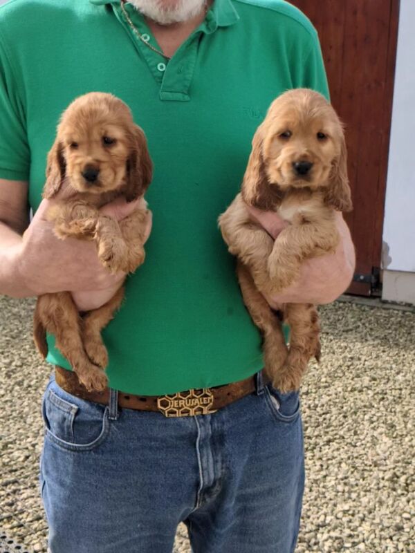 OUTSTANDING well bred pure 'show' cocker spaniel puppies for sale in Llansanffraid-ym-Mechain, Powys