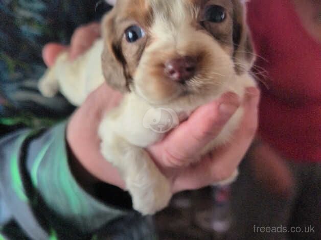 Over 8 weeks old puppy for sale in Grays, Essex - Image 1