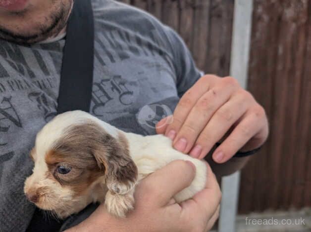 Over 8 weeks old puppy for sale in Grays, Essex - Image 2