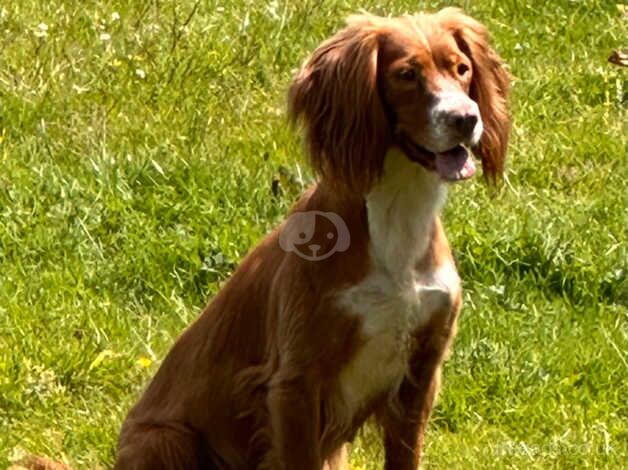 P/T Working Cocker Spaniel KC Reg Bitch for sale in Callington, Cornwall