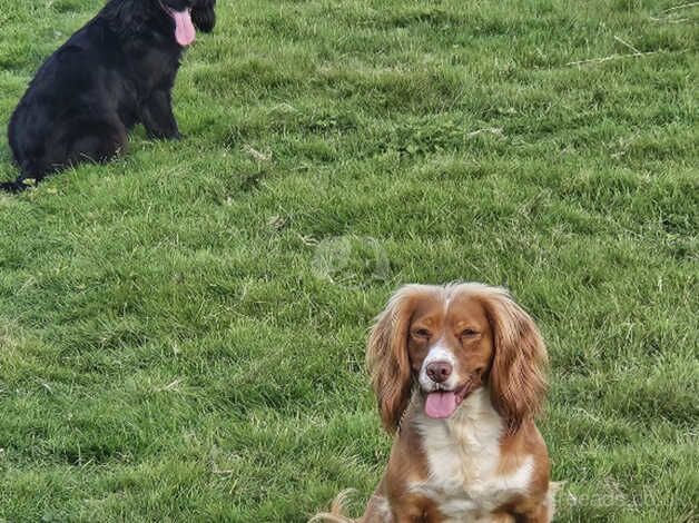 P/T Working Cocker Spaniel KC Reg Bitch for sale in Callington, Cornwall - Image 2