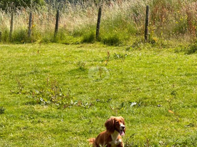 P/T Working Cocker Spaniel KC Reg Bitch for sale in Callington, Cornwall - Image 3