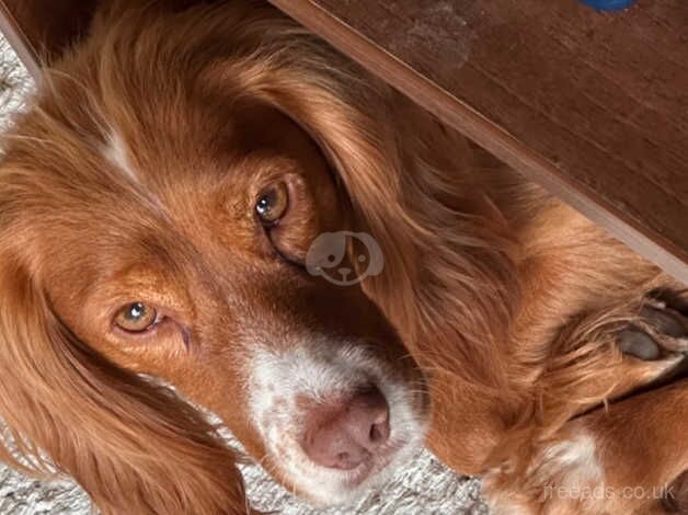 P/T Working Cocker Spaniel KC Reg Bitch for sale in Callington, Cornwall - Image 5