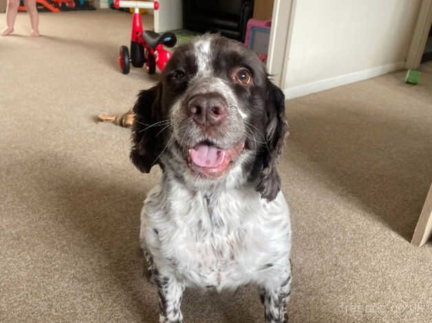 Pedigree blue roan cocker spaniel, for sale in Driffield, Gloucestershire