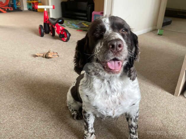 Pedigree blue roan cocker spaniel, for sale in Driffield, Gloucestershire - Image 2