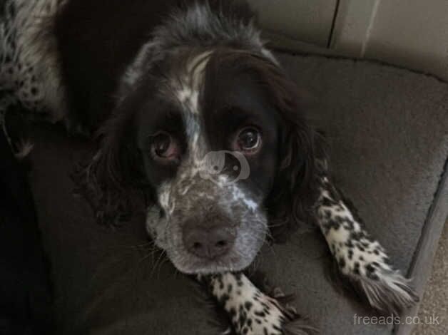 Pedigree blue roan cocker spaniel, for sale in Driffield, Gloucestershire - Image 3