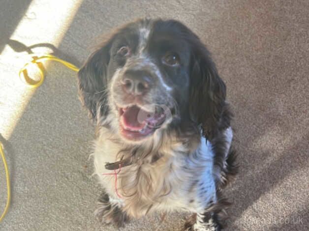 Pedigree blue roan cocker spaniel, for sale in Driffield, Gloucestershire - Image 4