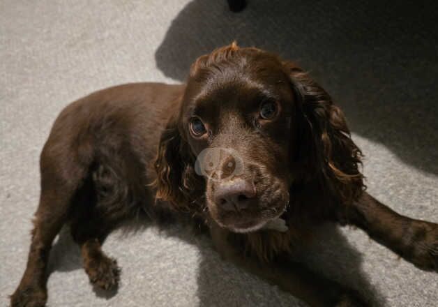 Pedigree Chocolate Cocker Spaniel Bitch for sale in Kettering, Northamptonshire