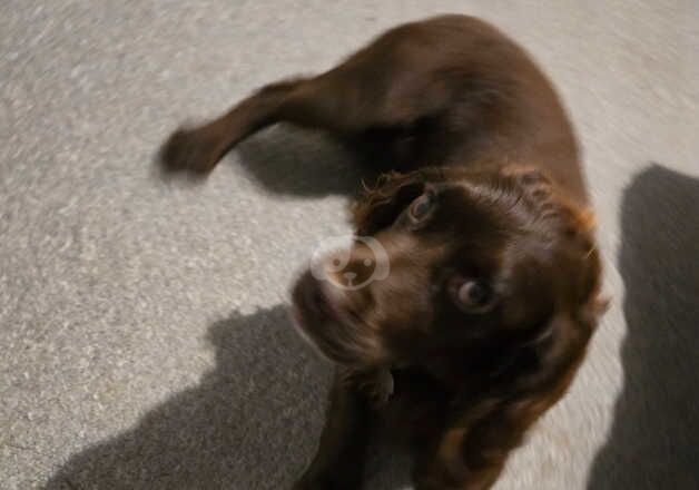 Cocker Spaniel Puppies for sale in Northamptonshire