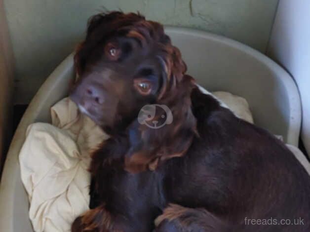 pedigree cocker spaniel for sale in Chatham, Kent - Image 1