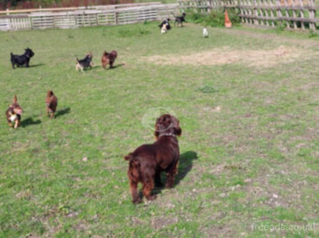 pedigree cocker spaniel for sale in Chatham, Kent - Image 2