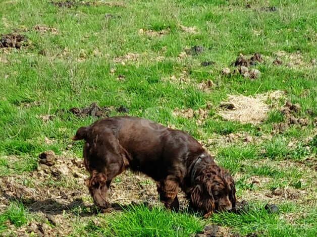 Cocker Spaniel Puppies for sale in Kent