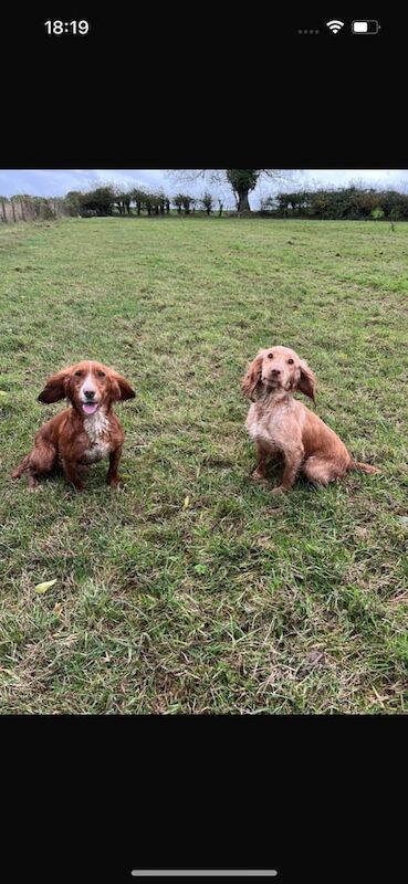 Pedigree Cocker Spaniel puppy for sale in Newry, County Armagh