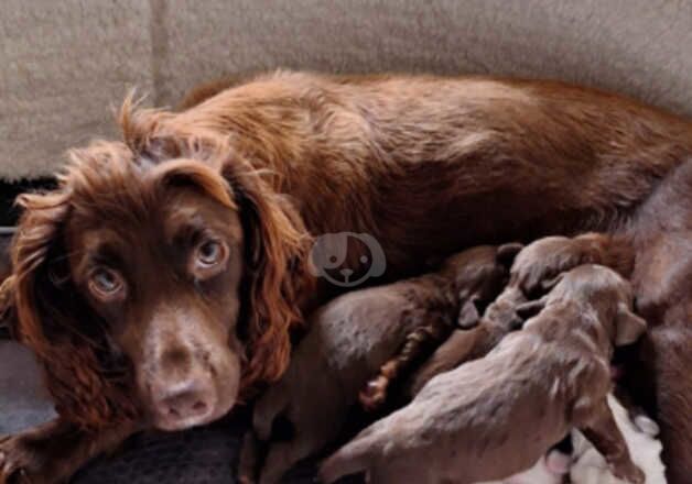 Pedigree Cocker Spaniel Pups for sale in Merthyr Tydfil, Merthyr Tydfil