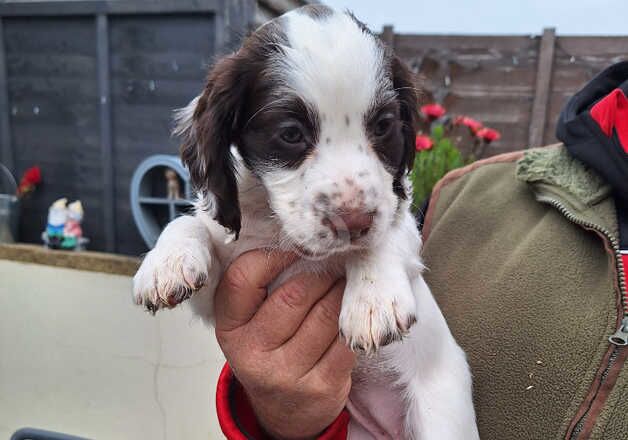 Cocker Spaniels for sale in Merthyr Tydfil, Merthyr Tydfil